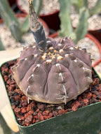 Gymnocalycium Vaterii Single Spine Purple Skin