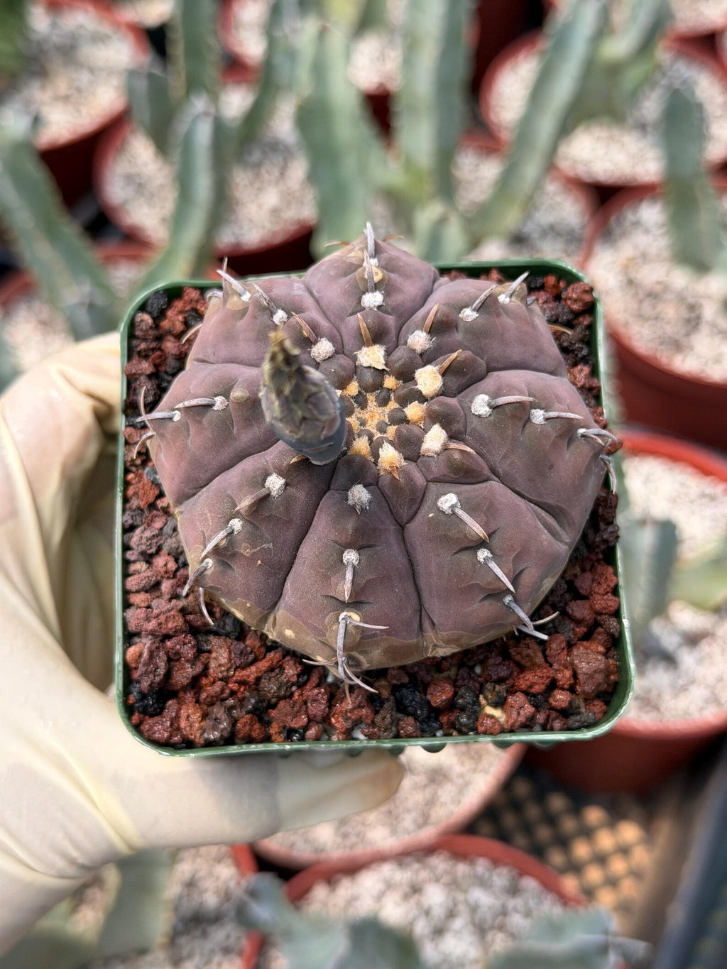 Gymnocalycium Vaterii Single Spine Purple Skin #650 | Rare Seed Grown Live Cactus | Collector Succulent Plant