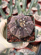 Gymnocalycium Vaterii Single Spine Purple Skin