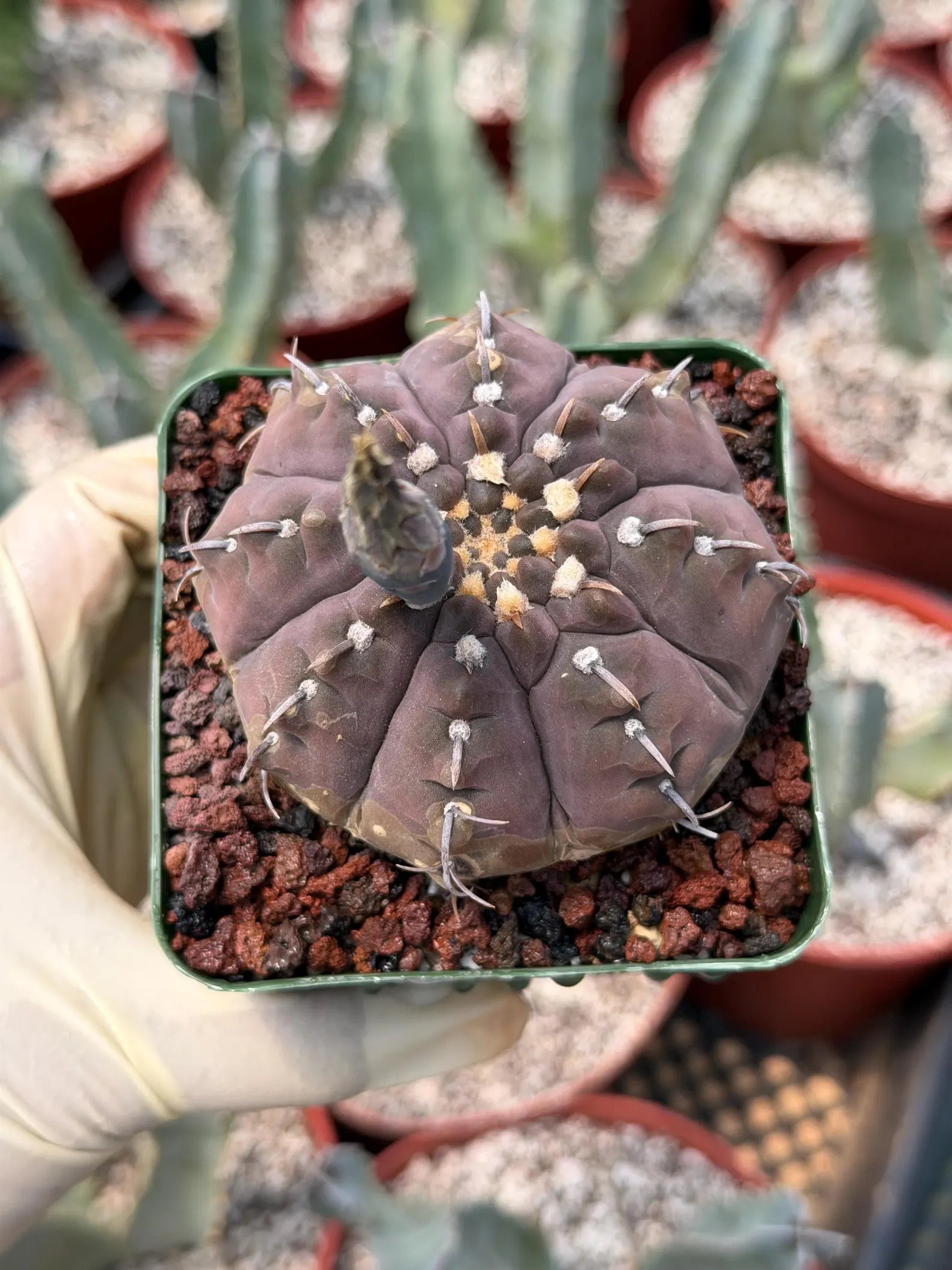 Gymnocalycium Vaterii Single Spine Purple Skin