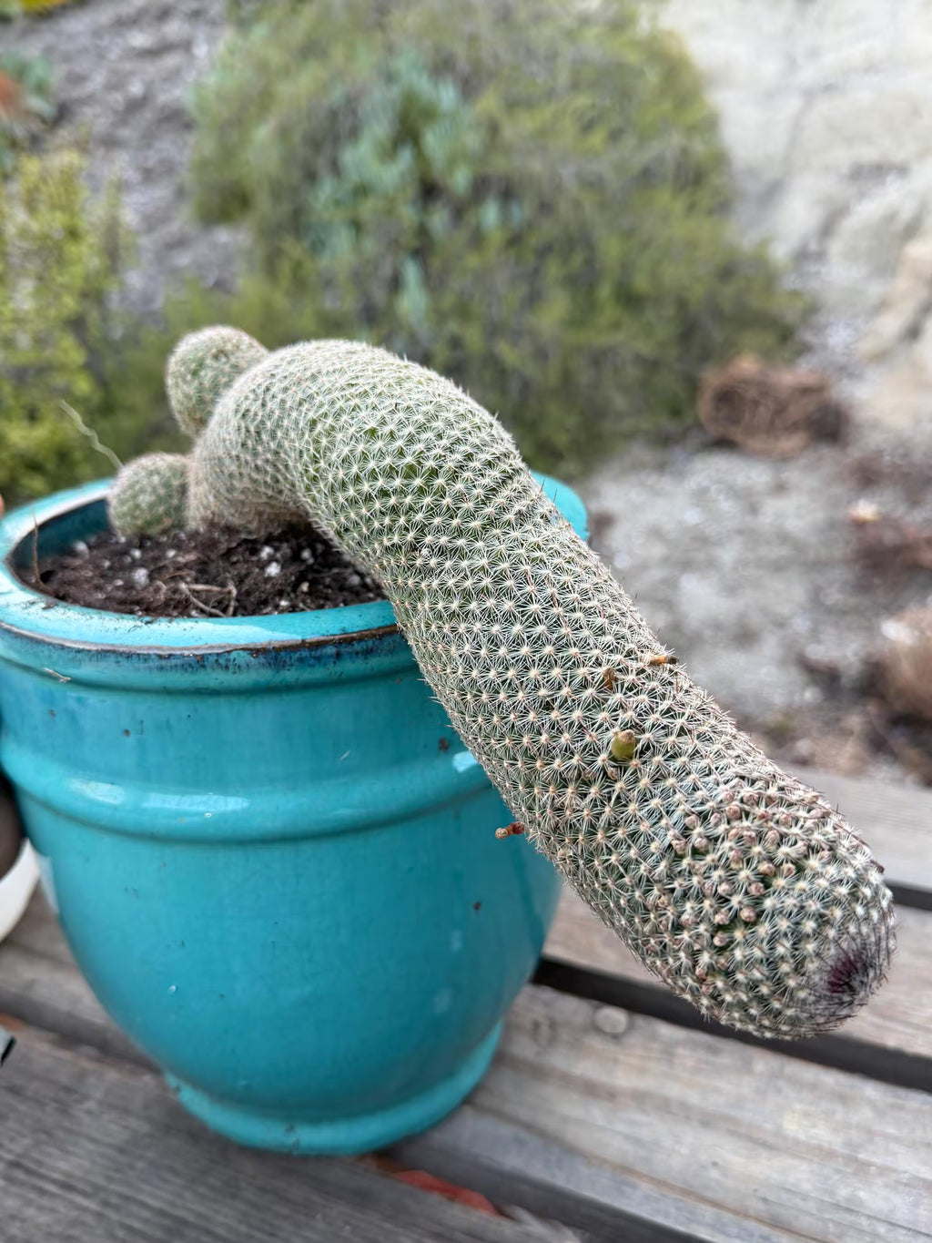 Mammillaria Matudae Walking Cactus with Pups