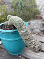 Mammillaria Matudae Walking Cactus with Pups