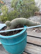 Mammillaria Matudae Walking Cactus with Pups
