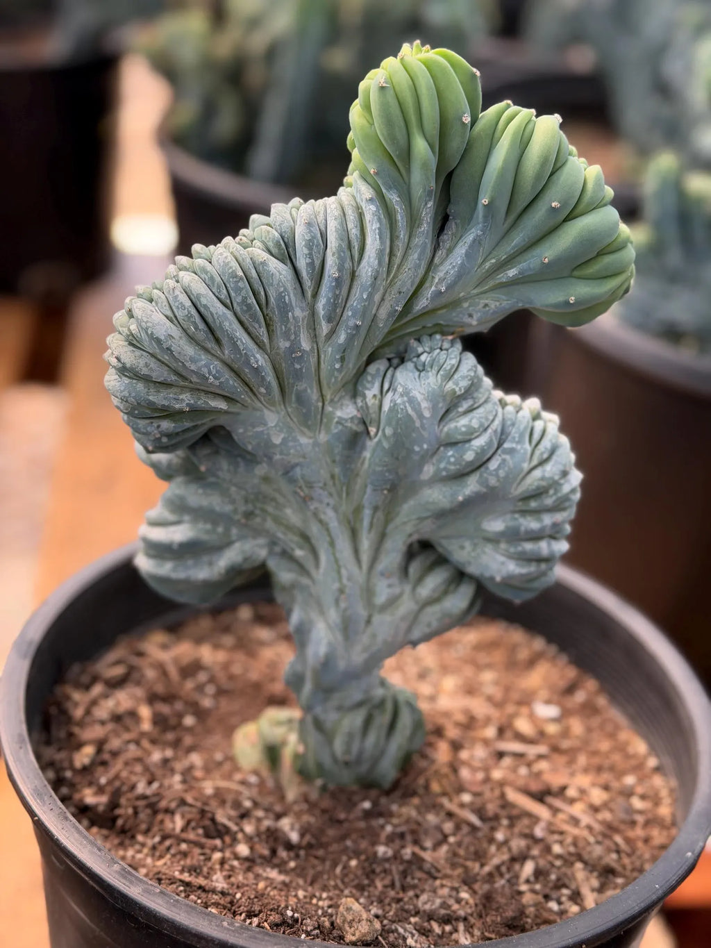 Crested Blue Myrtle Cactus – Rare Crested Live Cactus | Easy Care Succulent | Collector Plant | Exact Plant #268