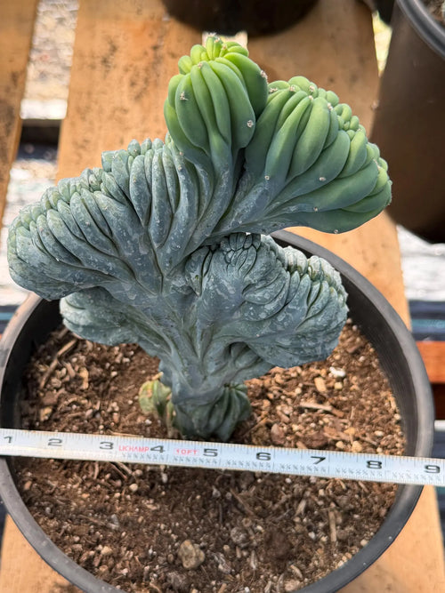 Crested Blue Myrtle Cactus – Rare Crested Live Cactus | Easy Care Succulent | Collector Plant | Exact Plant #268