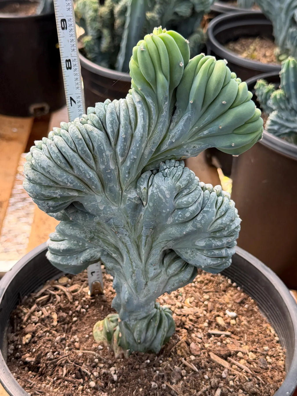 Crested Blue Myrtle Cactus – Rare Crested Live Cactus | Easy Care Succulent | Collector Plant | Exact Plant #268