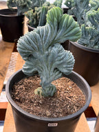 Crested Blue Myrtle Cactus – Rare Crested Live Cactus | Easy Care Succulent | Collector Plant | Exact Plant #268