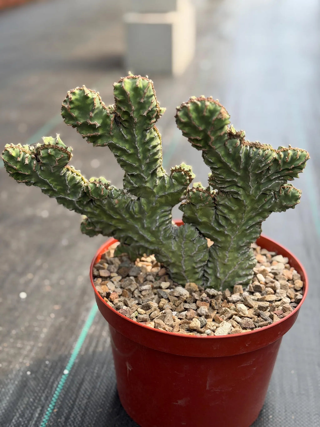 Crested Euphorbia Zigzag Cutting