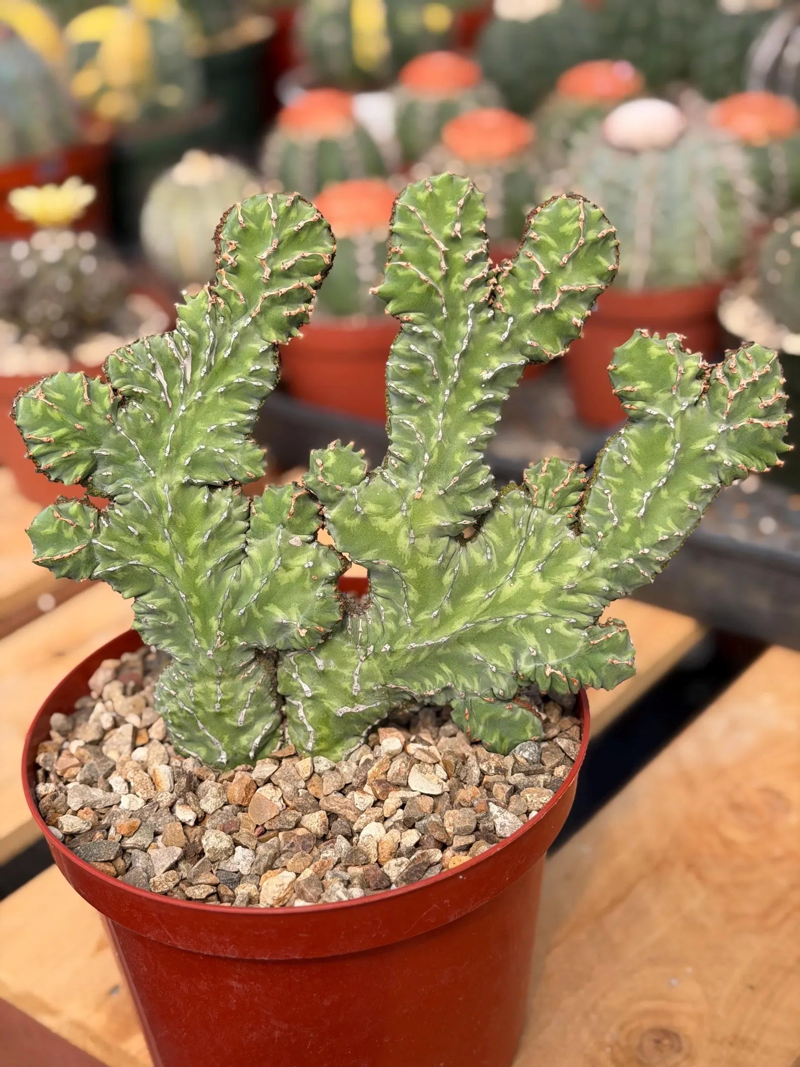 Crested Euphorbia Zigzag Cutting