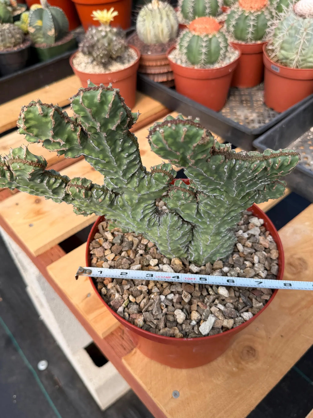 Crested Euphorbia Zigzag Cutting