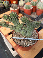 Crested Euphorbia Zigzag Cutting