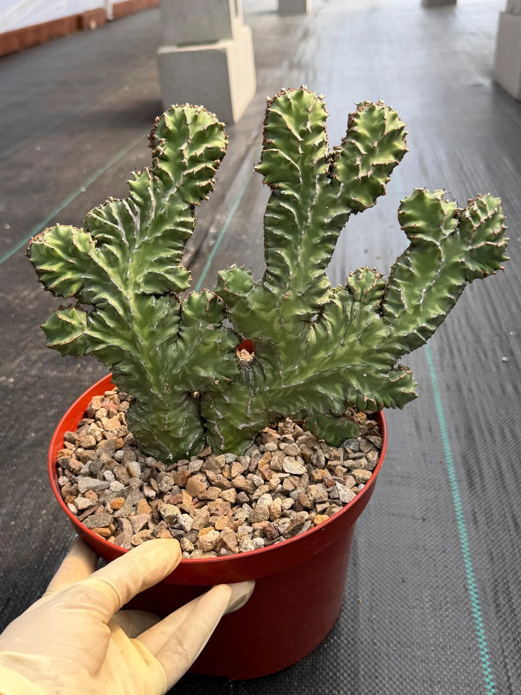 Crested Euphorbia Zigzag Cutting