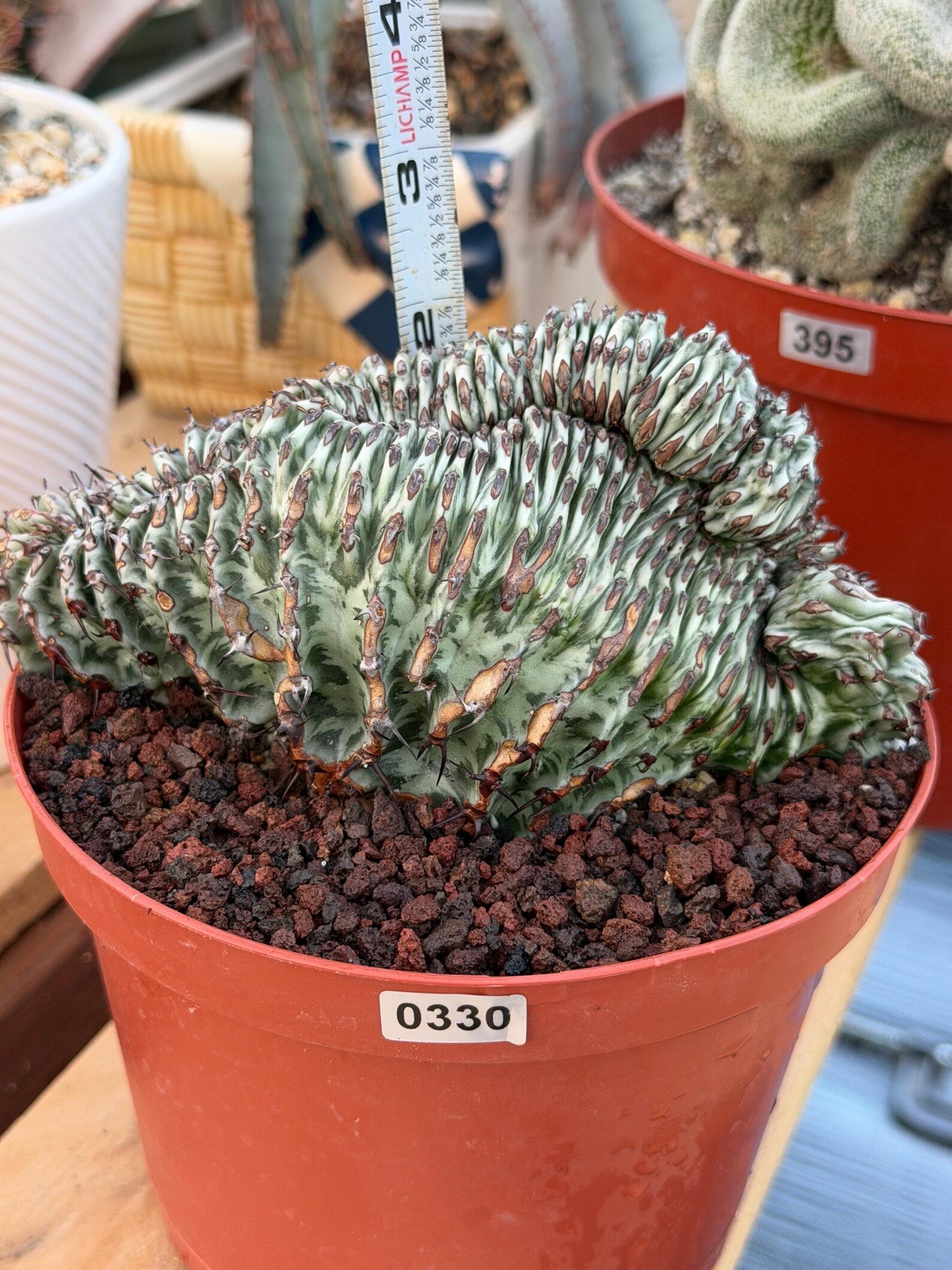 Crested Euphorbia Confinalis Grafted | Rare Live Collector Succulent #330