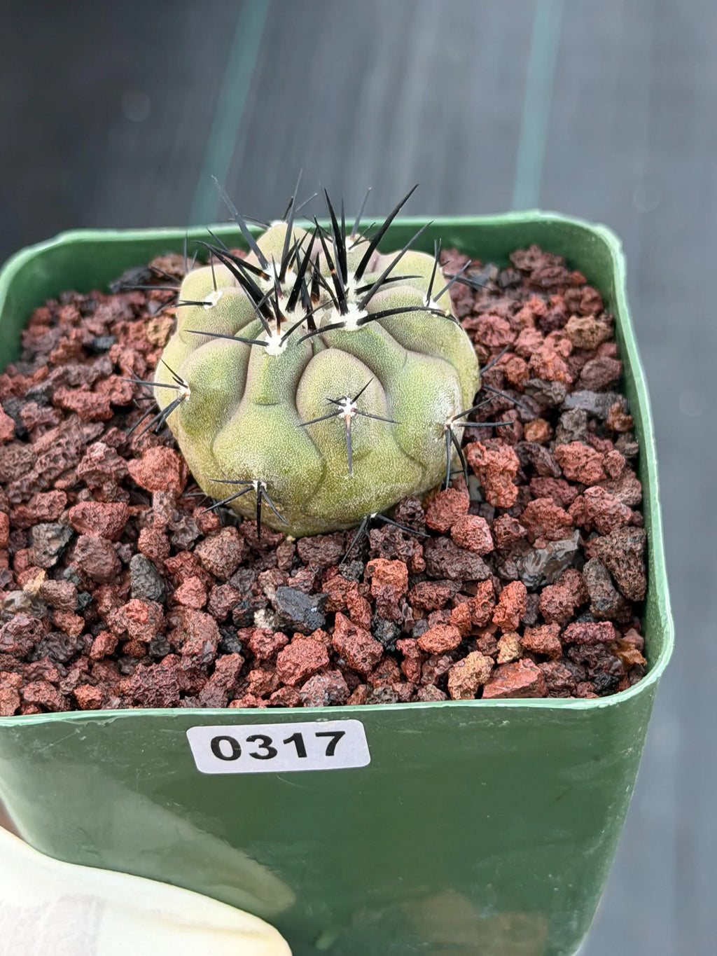 Copiapoa Cinerea Rare Seed Grown Live Cactus – Exact Collector Plant #317