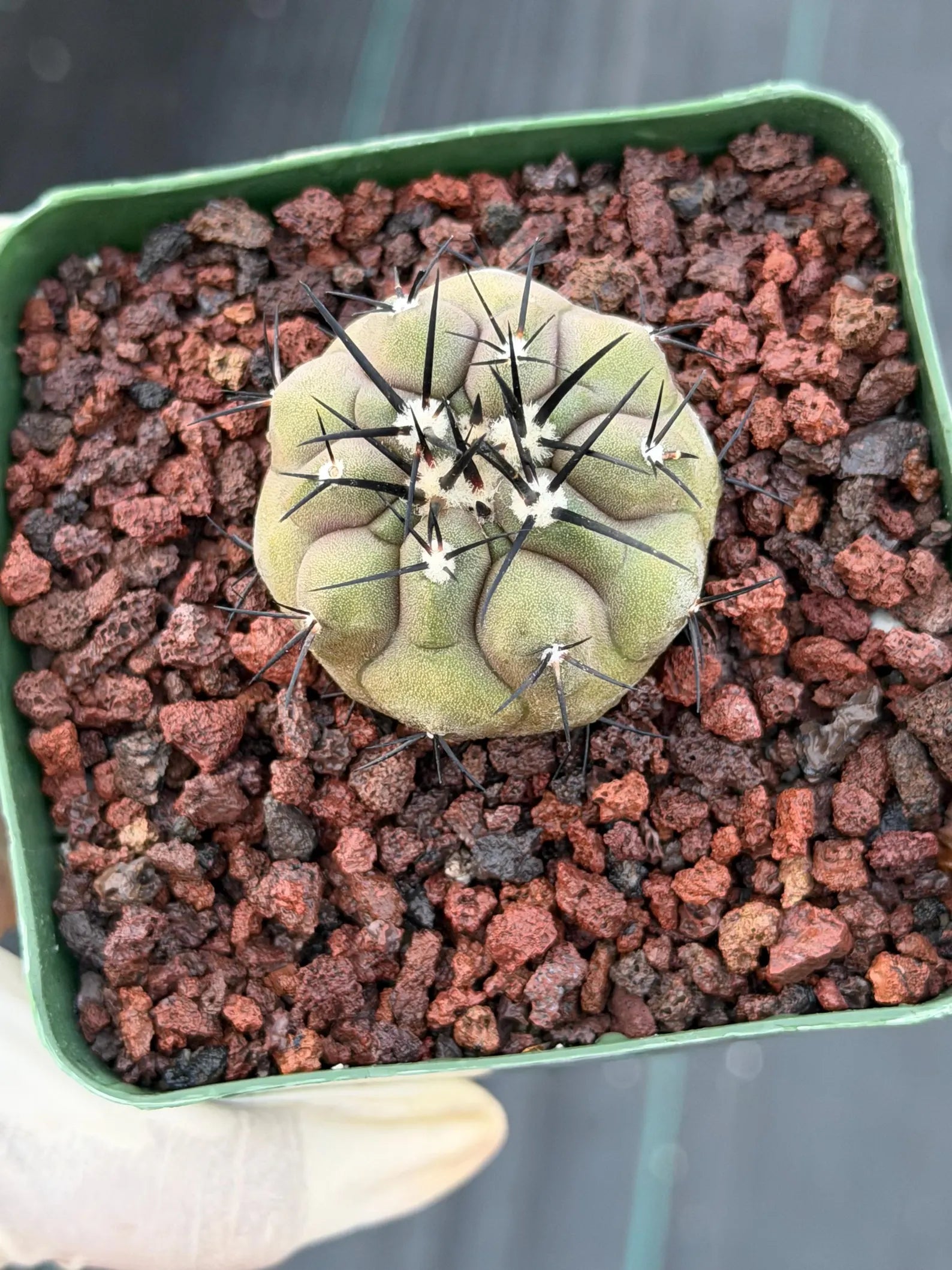 Copiapoa Cinerea Rare Seed Grown Live Cactus – Exact Collector Plant #317