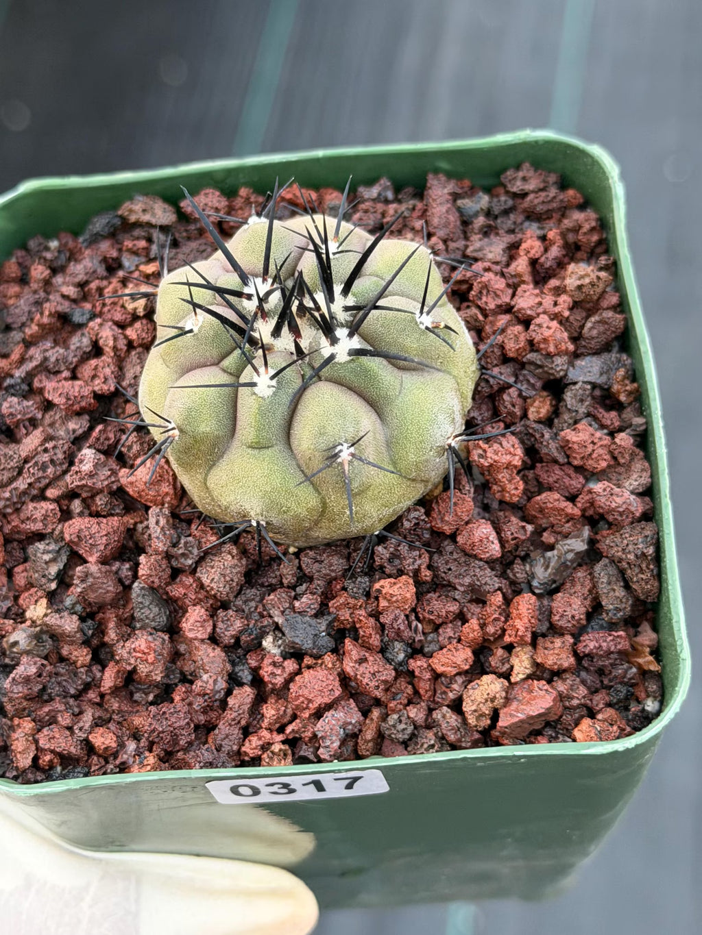 Copiapoa Cinerea Rare Seed Grown Live Cactus – Exact Collector Plant #317