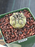 Copiapoa Cinerea Rare Seed Grown Live Cactus – Exact Collector Plant #317