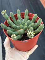 6" Euphorbia Medusa Inermis | Rare Medusa Cactus | Live Plant
