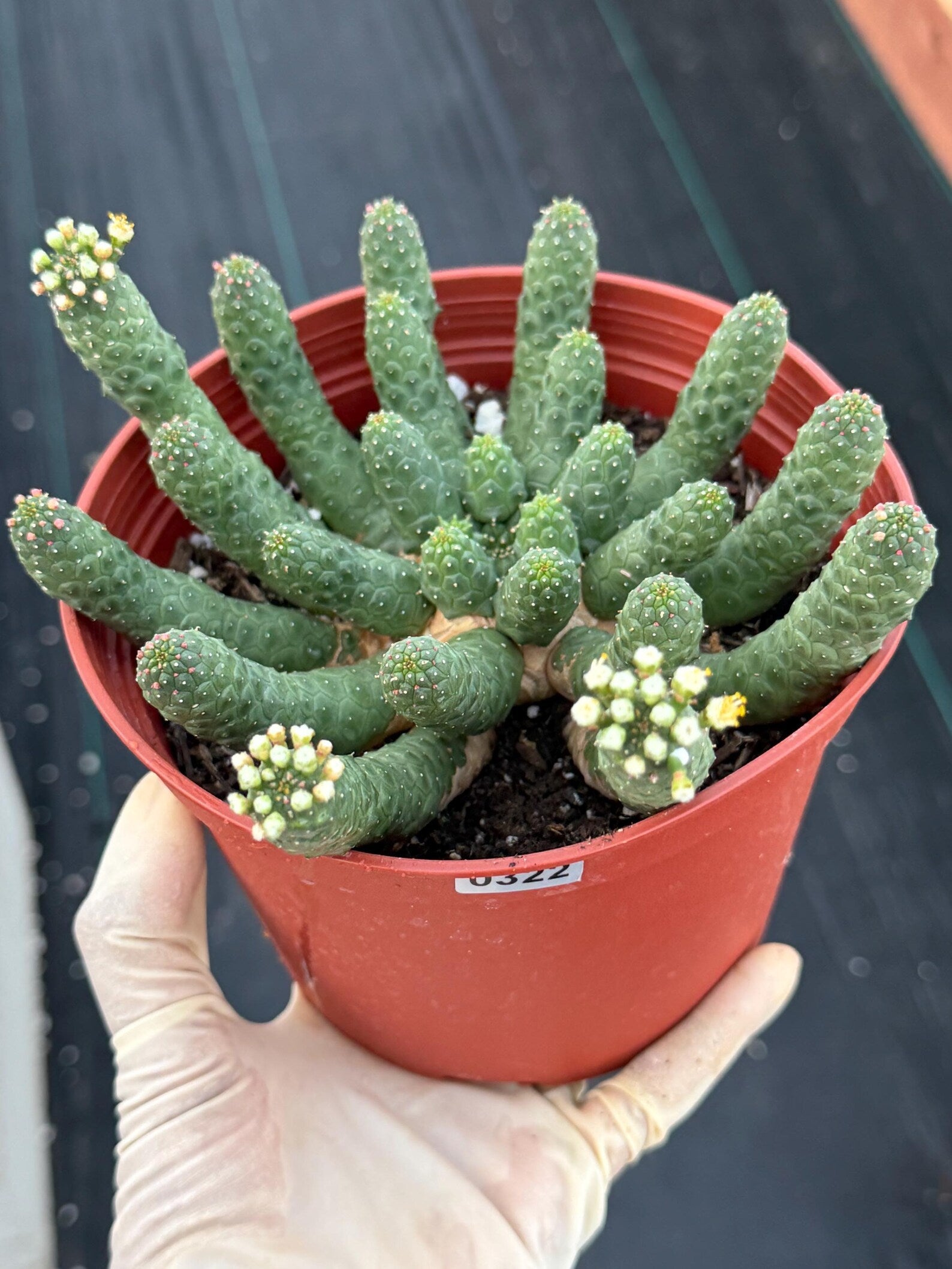 6" Euphorbia Medusa Inermis | Rare Medusa Cactus | Live Plant