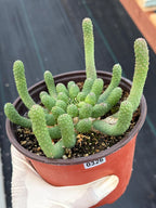 6" Euphorbia Medusa Inermis | Rare Medusa Cactus | Live Plant