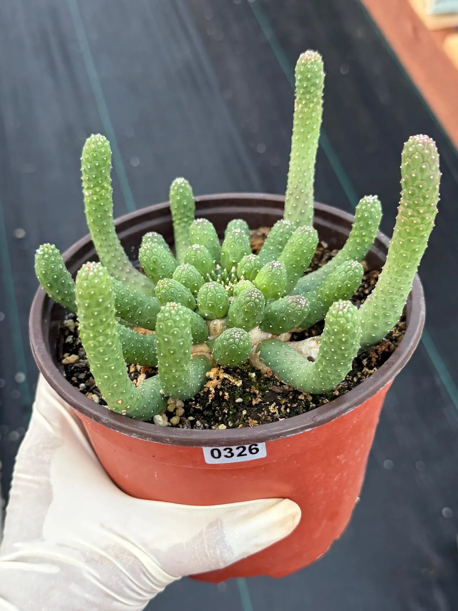 Euphorbia Medusa Inermis | Rare Live Succulent #326