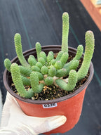 6" Euphorbia Medusa Inermis | Rare Medusa Cactus | Live Plant