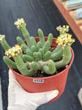 6" Euphorbia Medusa Inermis | Rare Medusa Cactus | Live Plant