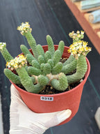 6" Euphorbia Medusa Inermis | Rare Medusa Cactus | Live Plant