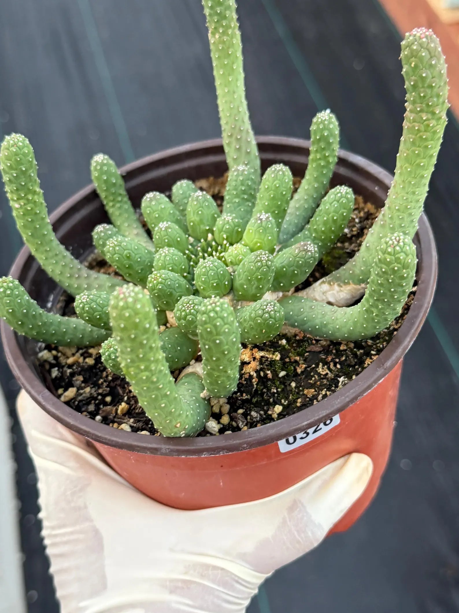 Euphorbia Medusa Inermis | Rare Live Succulent #326