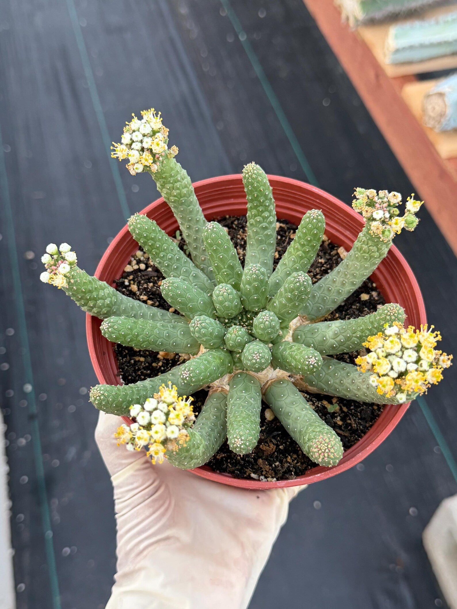 6" Euphorbia Medusa Inermis | Rare Medusa Cactus | Live Plant