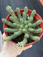 6" Euphorbia Medusa Inermis | Rare Medusa Cactus | Live Plant