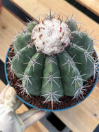 Melocactus with White Cephalium | Rare Live Cactus #699