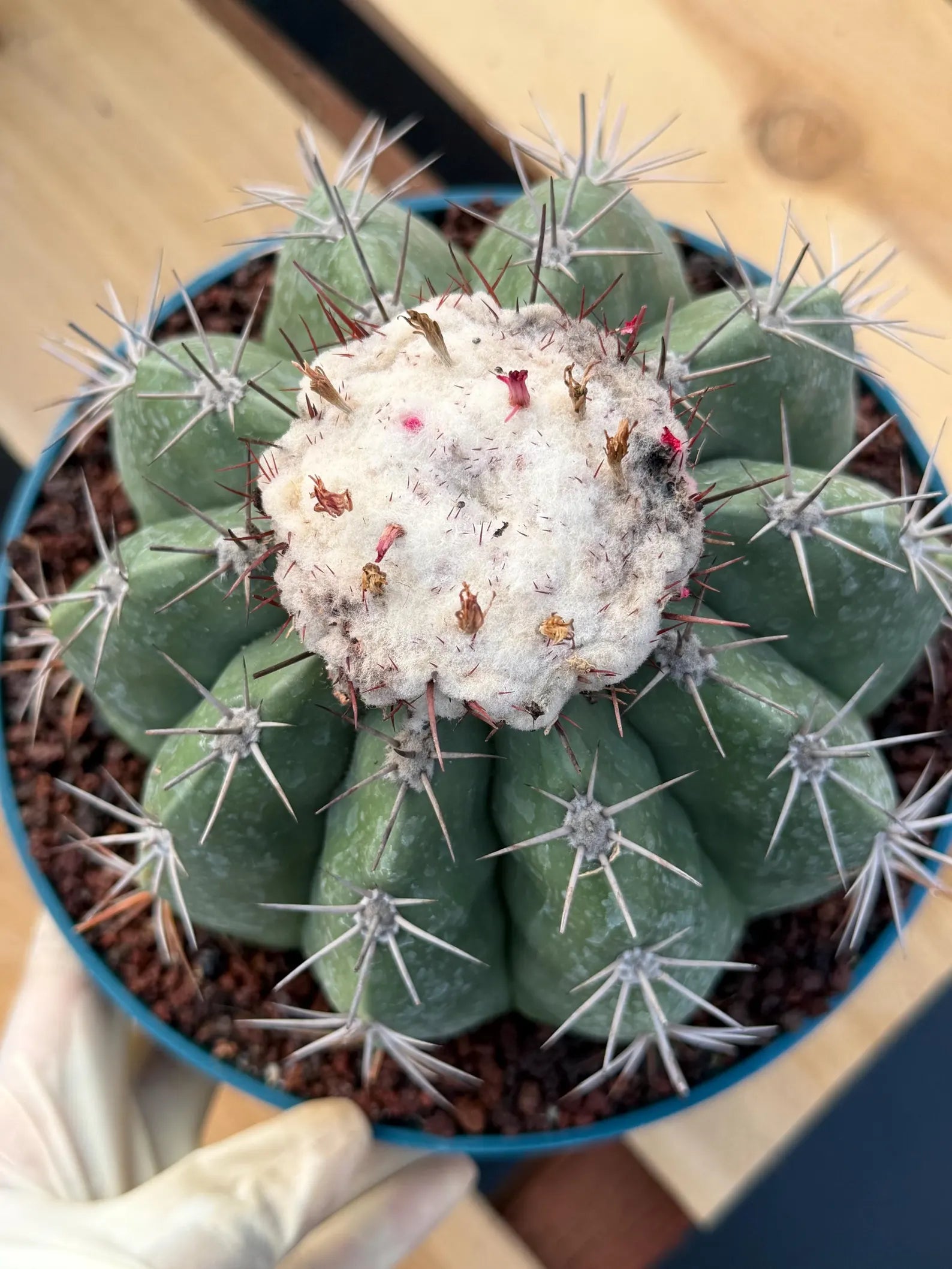 Melocactus with White Cephalium | Rare Live Cactus #699