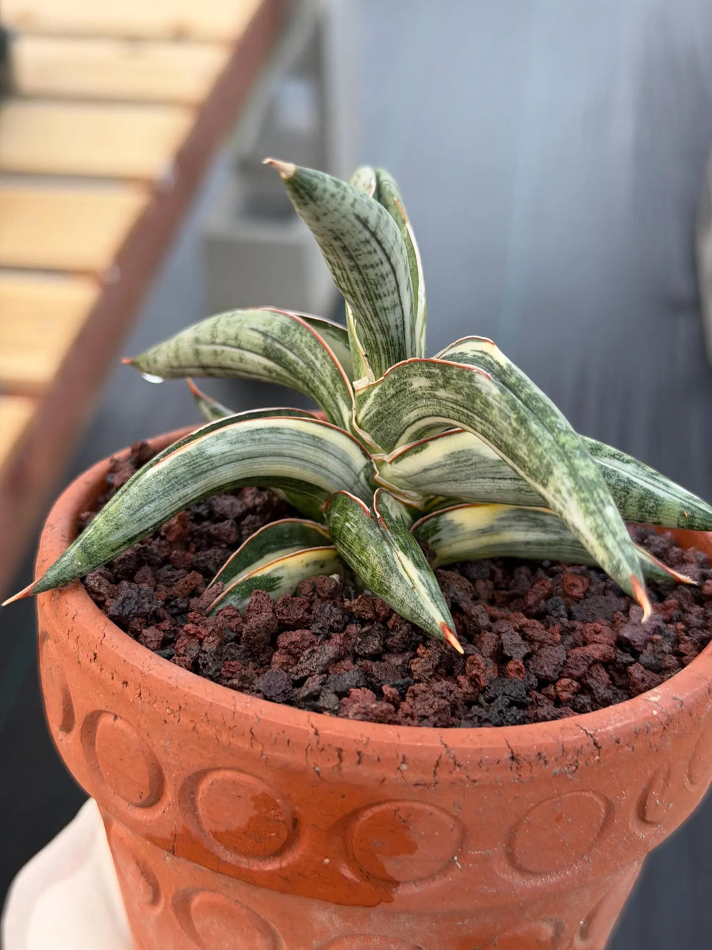 Variegated Sansevieria Blue Clone White Variegation Rare Live Snake Plant – Exact Houseplant
