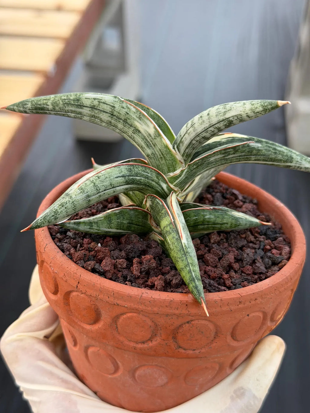 Variegated Sansevieria Blue Clone White Variegation Rare Live Snake Plant – Exact Houseplant