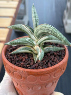 Variegated Sansevieria Blue Clone White Variegation Rare Live Snake Plant – Exact Houseplant