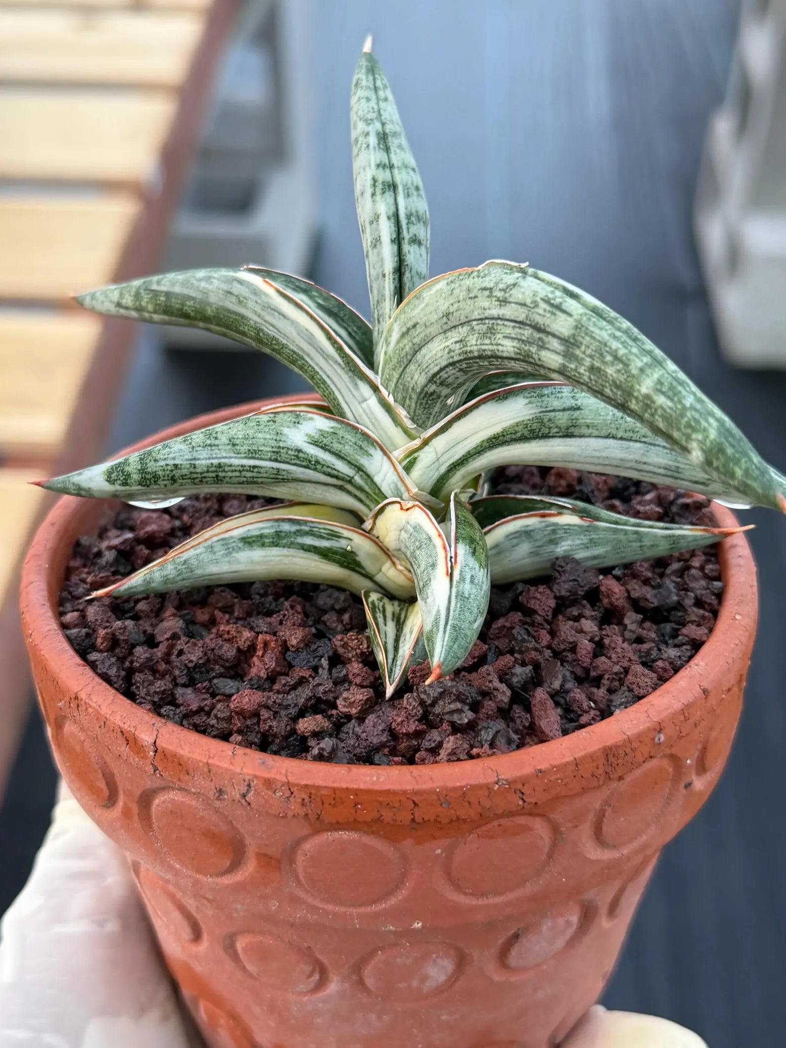 Variegated Sansevieria Blue Clone White Variegation Rare Live Snake Plant – Exact Houseplant