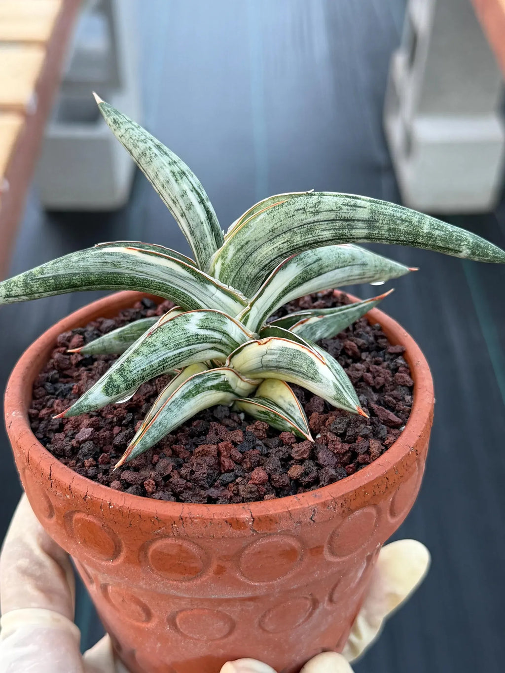 Variegated Sansevieria Blue Clone White Variegation Rare Live Snake Plant – Exact Houseplant