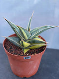 Variegated Sansevieria Pinguicula with Pup #655