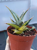 Variegated Sansevieria Pinguicula with Pup #655