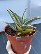 Variegated Sansevieria Pinguicula with Pup #655