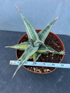 Variegated Sansevieria Pinguicula with Pup #655