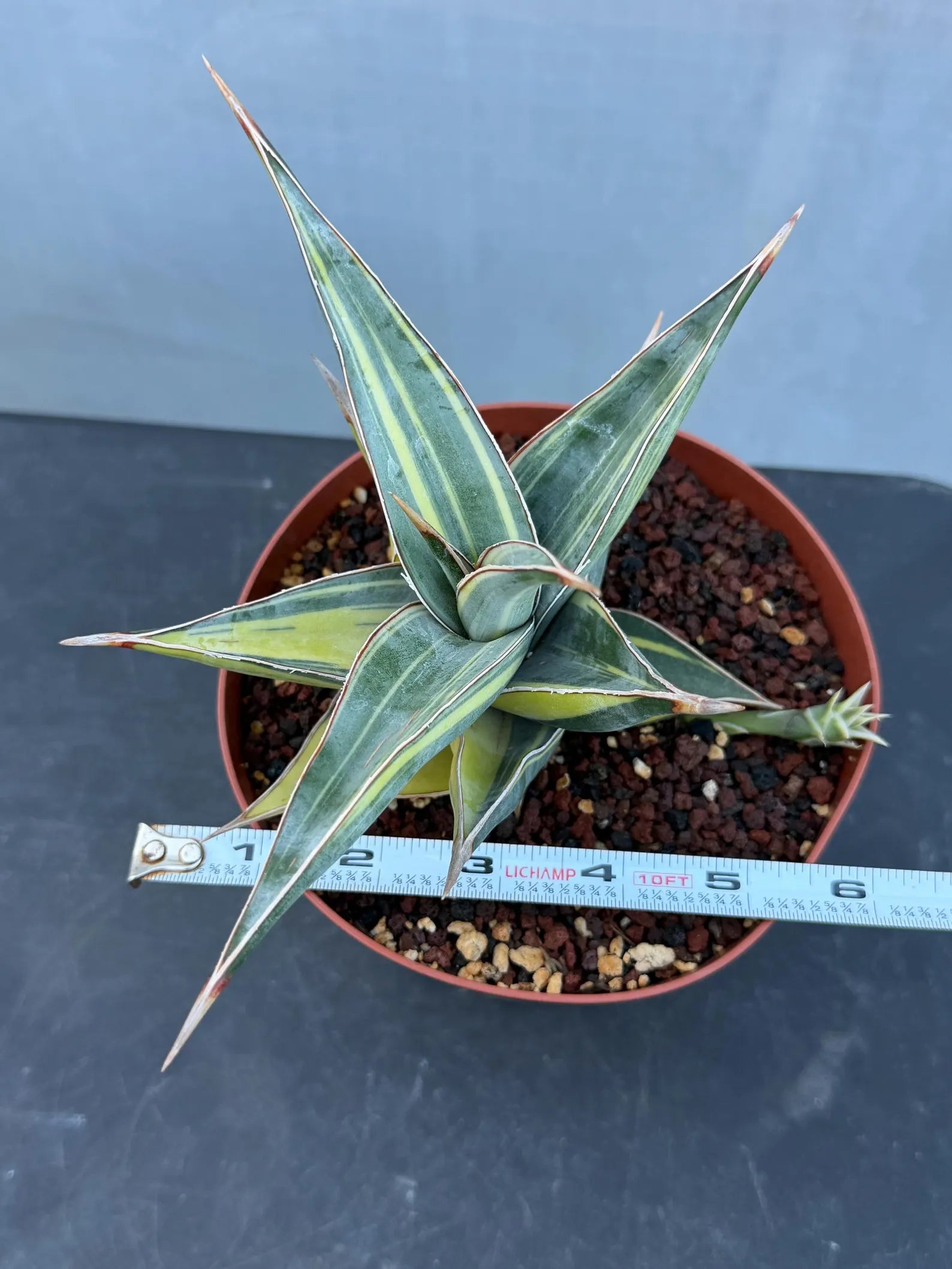 Variegated Sansevieria Pinguicula with Pup #655