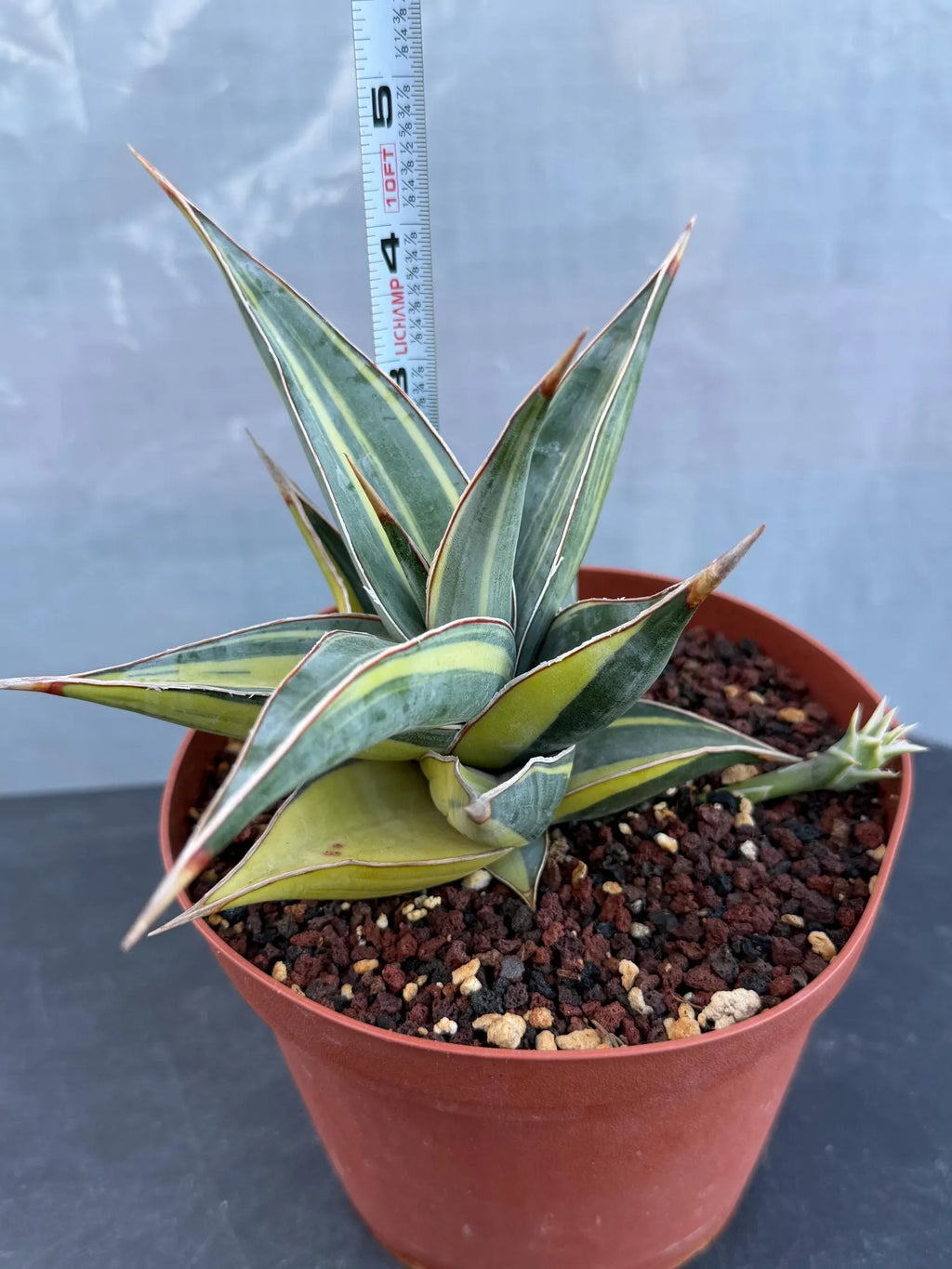 Variegated Sansevieria Pinguicula with Pup #655