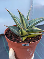 Variegated Sansevieria Pinguicula with Pup #655