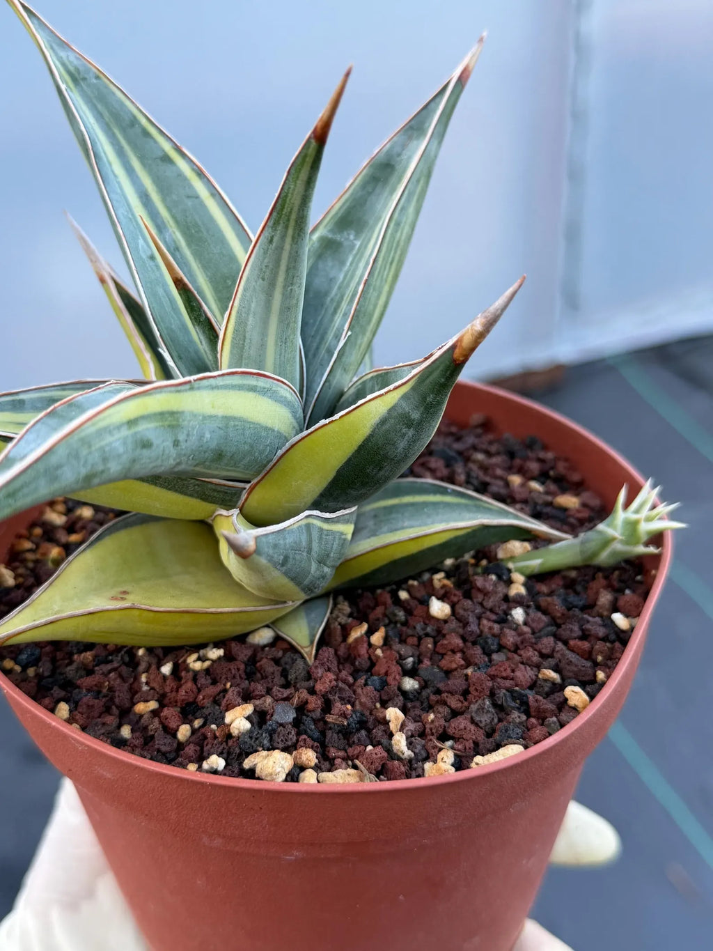 Variegated Sansevieria Pinguicula with Pup #655