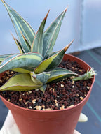Variegated Sansevieria Pinguicula with Pup #655
