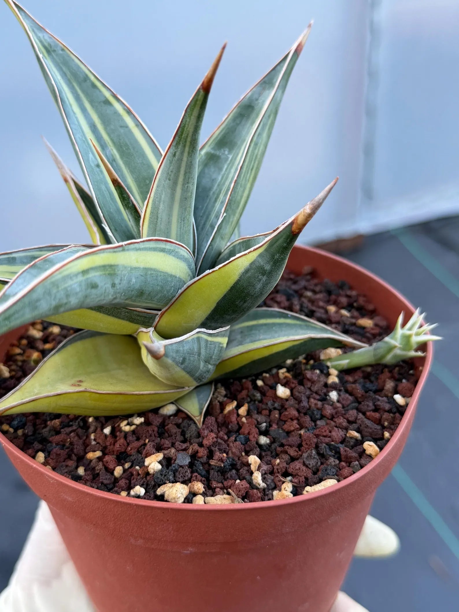 Variegated Sansevieria Pinguicula with Pup #655