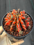 Variegated Gymnocalycium Black Pearl | Rare Live Collector Cactus #189