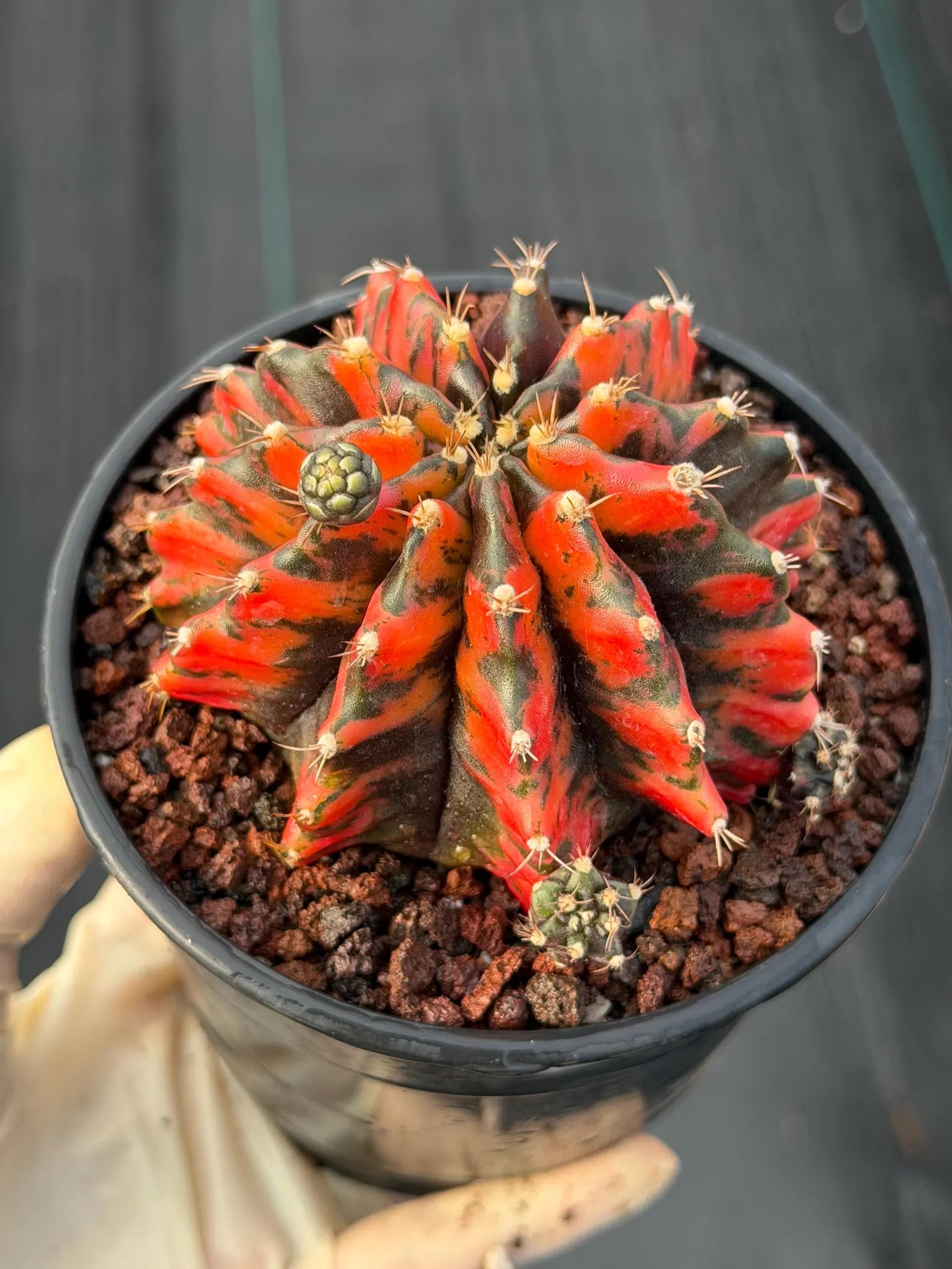 Variegated Gymnocalycium Black Pearl | Rare Live Collector Cactus #189